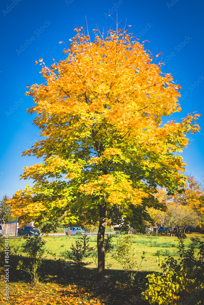 Naklejka premium Autumn colours