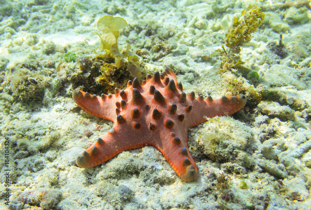 Red starfish on sea bottom. Pillow starfish on white sand in seawater. Red starfish on sea bottom. Pillow starfish on white sand in seawater.