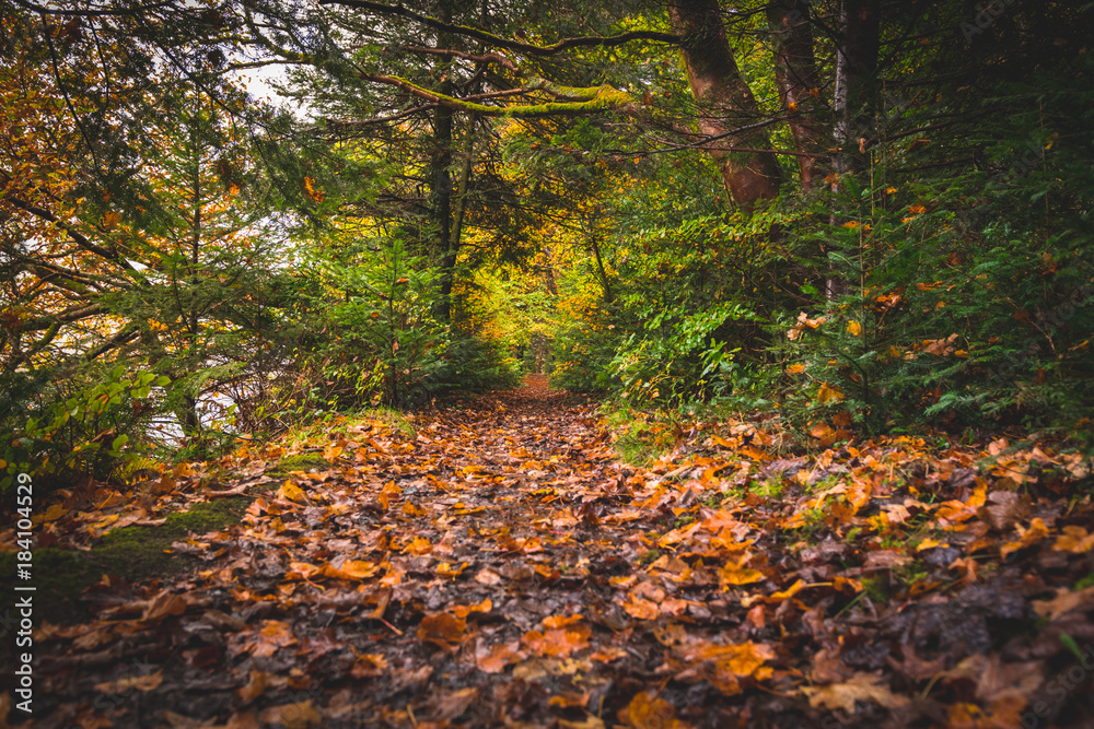 Autumn forest path
