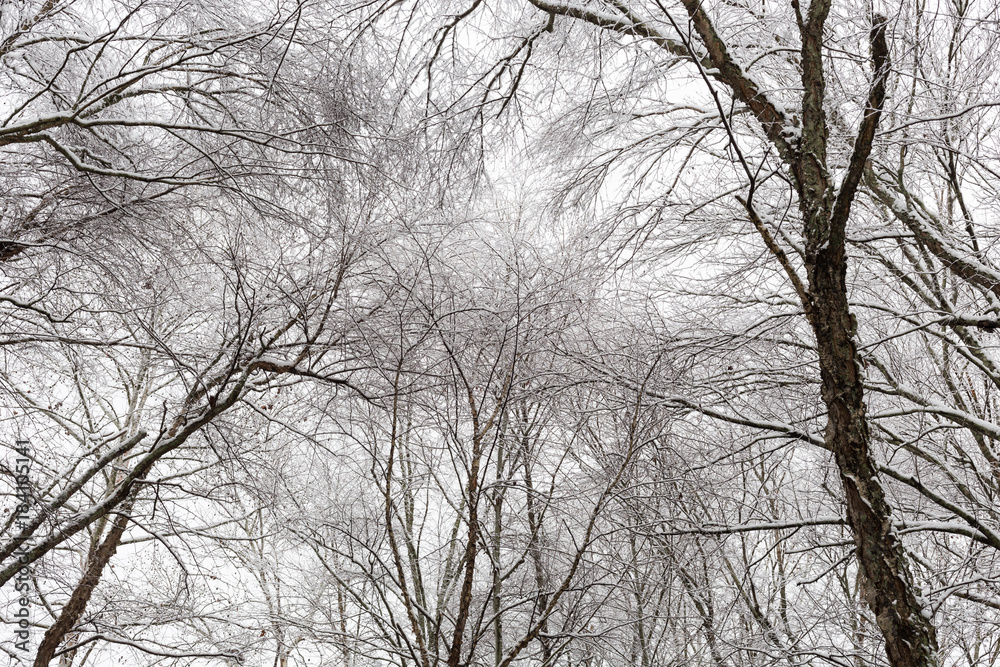 New record heavy snow fall making a winter forest of Roswell, Georgia December 2017 New record heavy snow fall making a winter forest of Roswell, Georgia December 2017