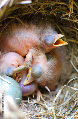 Two just hatched Chicks © tntk