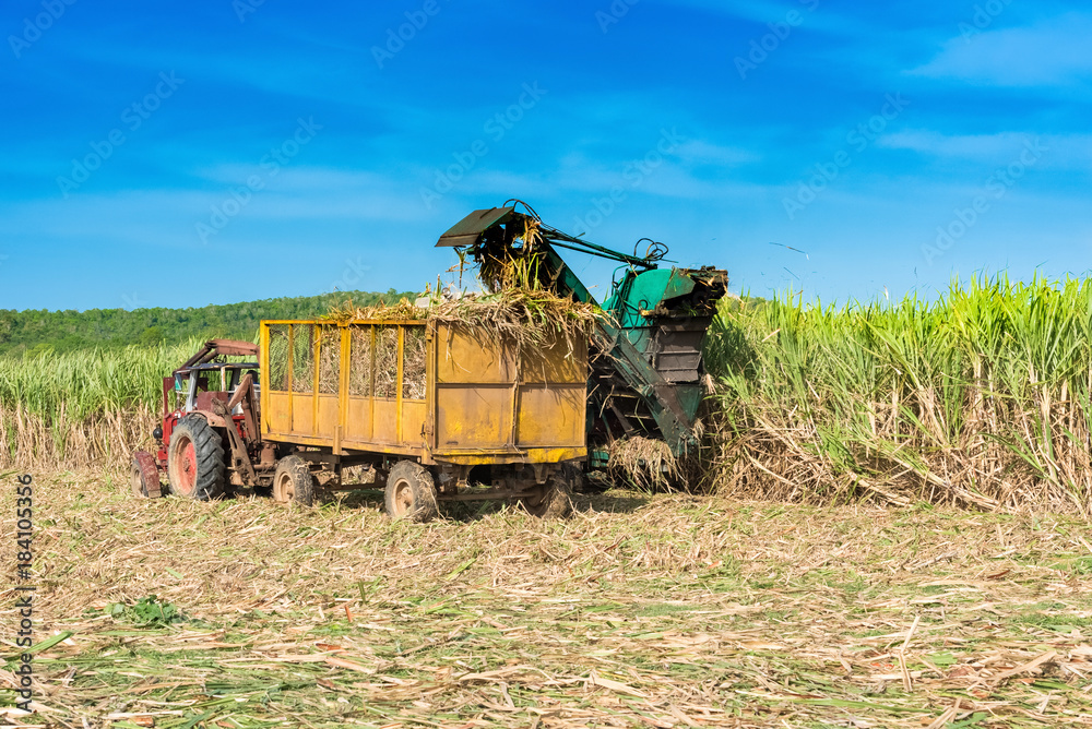 Maschinelle Zuckerrohr Ernte auf dem Feld im Binnenland von Kuba - Serie Cuba Reportage Maschinelle Zuckerrohr Ernte auf dem Feld im Binnenland von Kuba - Serie Cuba Reportage