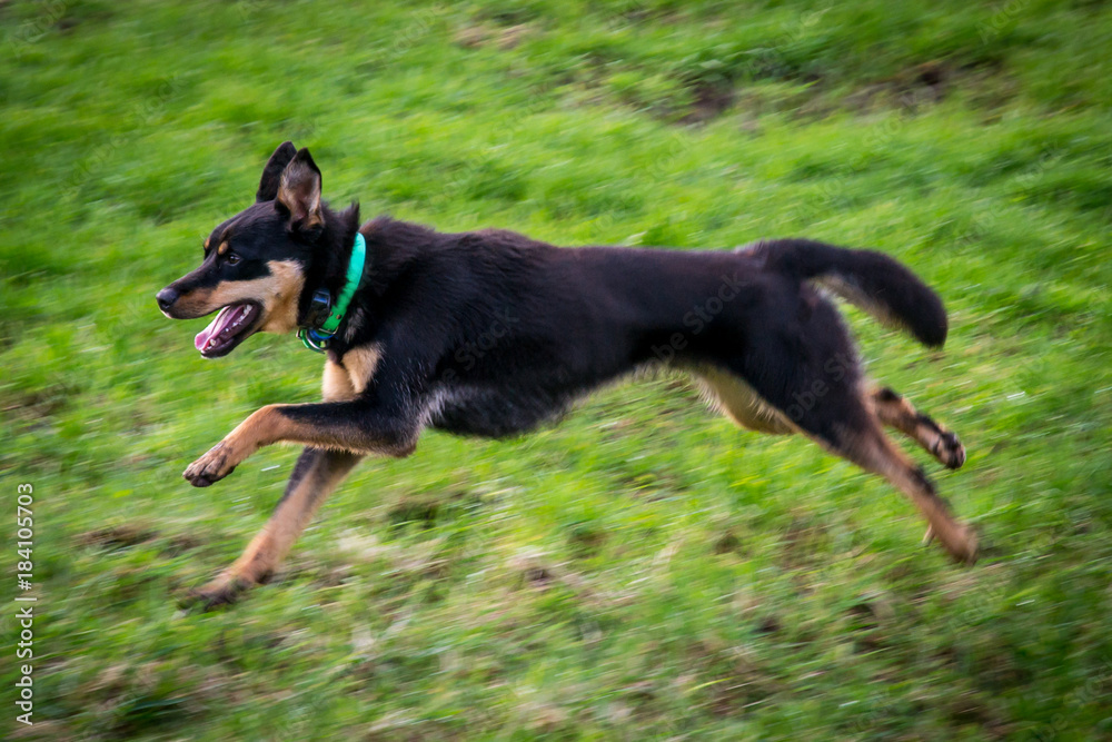 Focus on face of dog as dog runs Focus on face of dog as dog runs
