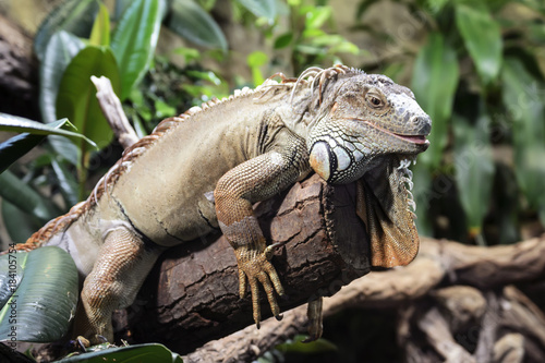 Great reptile iguana lizard sits on a tree branch