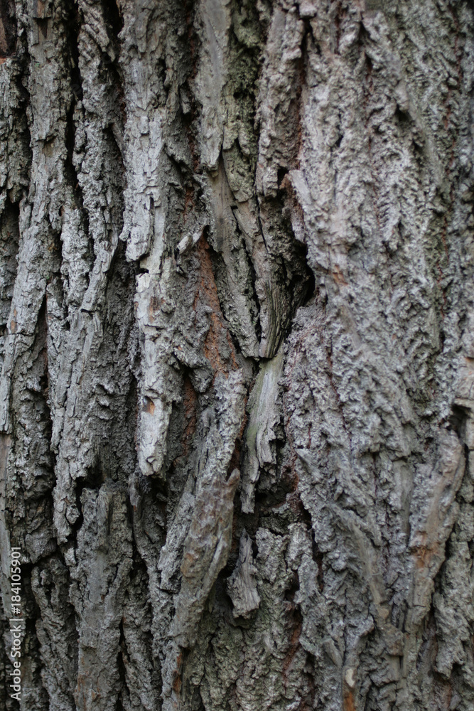 Similarities between humans and trees Similarities between humans and trees