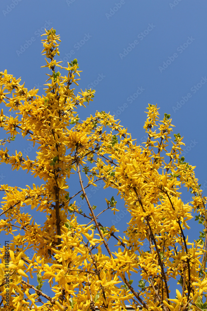 Forsythia flowers called Easter tree