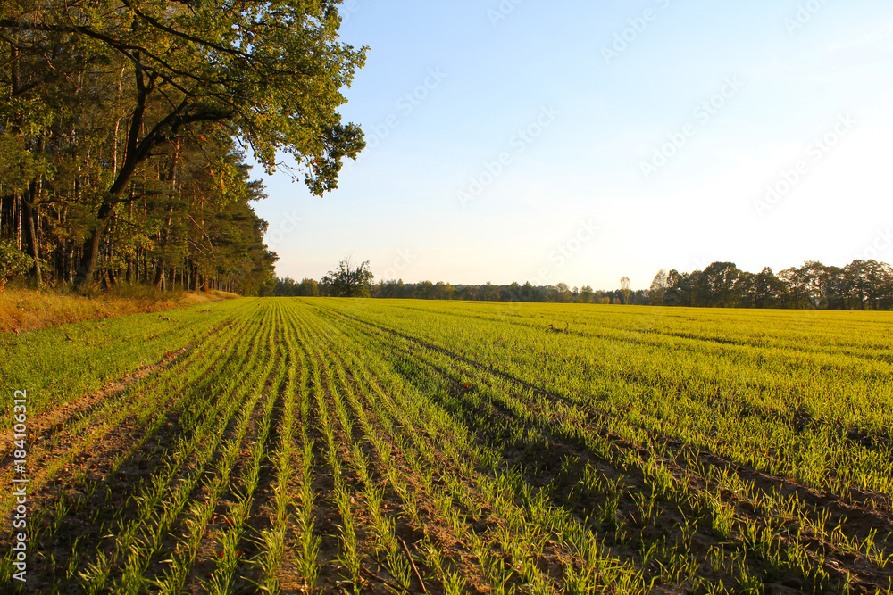 Winter cereal crops in Poland. October