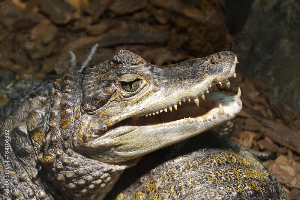 Fototapeta premium Crocodilia, caiman, alligator