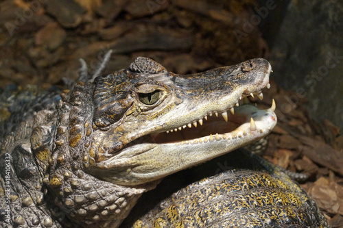 Crocodilia,  caiman, alligator