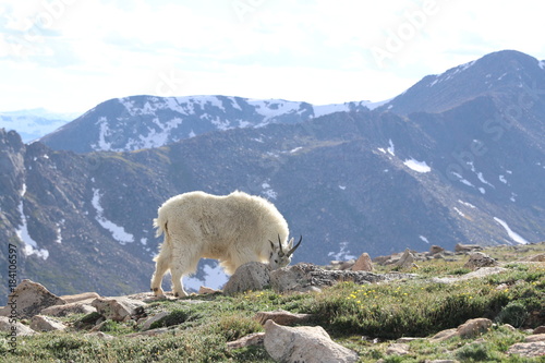 Mt. Evans' goats at 14000 ft, Denver, Colorado