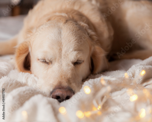 Adorable Golden Retriever Dog Sleep on Light Pastel Gray White Scandinavian Textile Decorative Coat Pillows for Modern Bed in House or Hotel. Christmas concept.