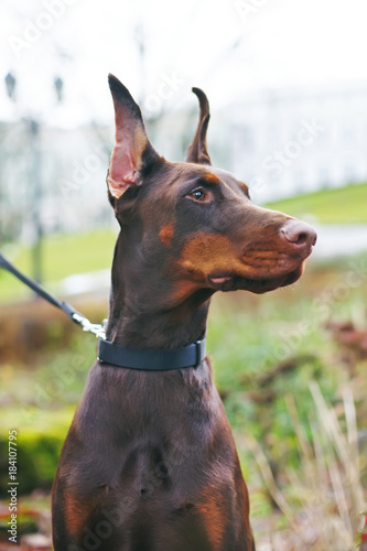 The portrait of a serious brown Doberman dog with cropped ears posing outdoors in autumn park © Eudyptula