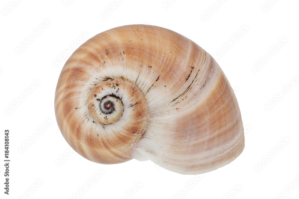 Snail shell on a white background Snail shell on a white background