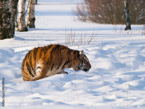 Panthera tigris altaica - Amur tiger ambush for the prey on snow.Action wildlife scene with danger animal
