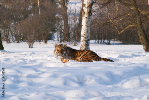 Young siberian tiger having rest on snow in birch forest in russian taiga - Panthera tigris altaica © sci