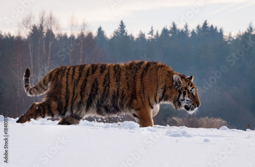 Siberian tiger tracing prey on snow in winter russian taiga - Panthera tigris amurensis