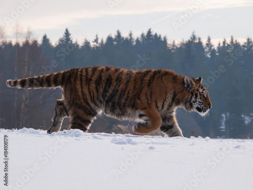 Siberian tiger tracing prey on snow in winter russian taiga - Panthera tigris amurensis © sci