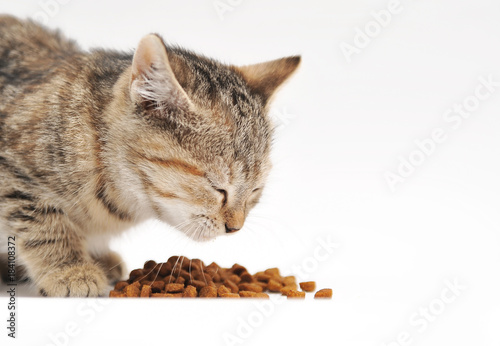 Little kitten eating cat's food 