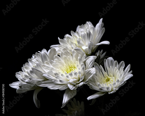 Bild auf Leinwand White  Mum Gang 1209