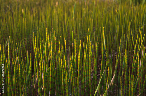 sprouts of horsetail in a bog