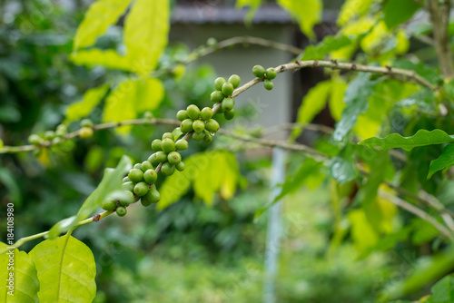 Coffee plantation in rubber tree plantation farm