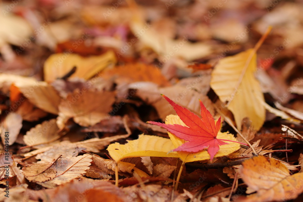 紅葉の風景 紅葉の風景