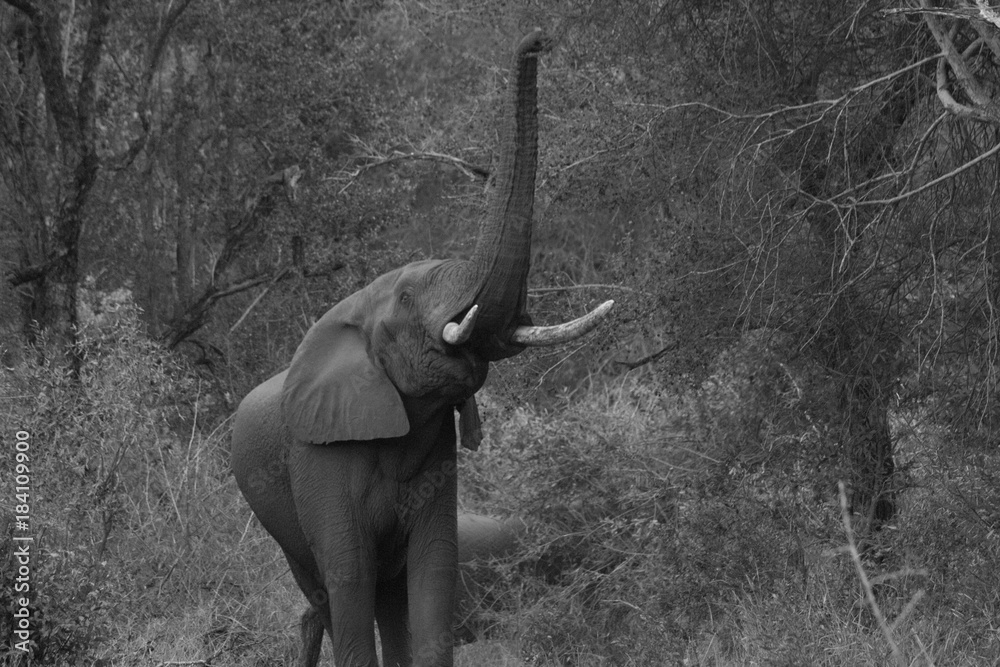 Afrique du sud, ses éléphants, son coucher de soleil, safari