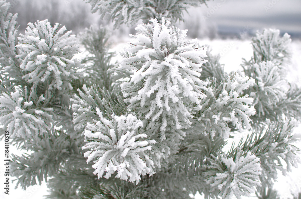frozen pine branch covered with hoarfrost frozen pine branch covered with hoarfrost