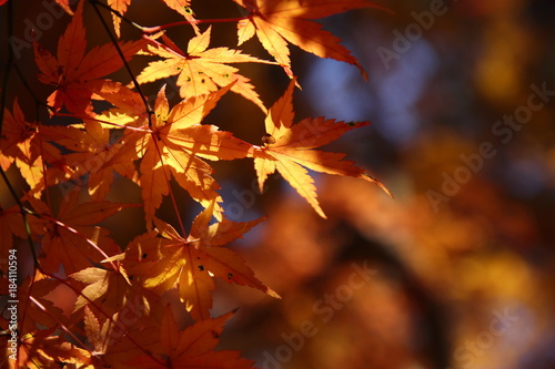 紅葉の風景