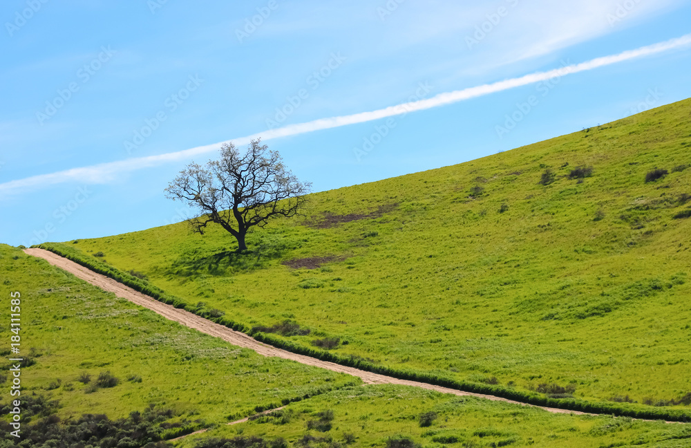 Fototapeta premium Lone Oak Tree on Hillside with Diagonal Lines in Trail and Clouds