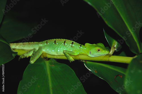 Bright Green Lizard Clings to Branch at Night