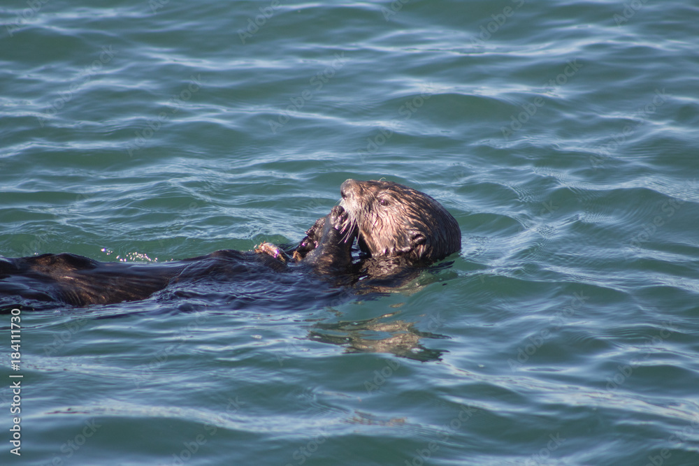 Fototapeta premium California Sea Otter