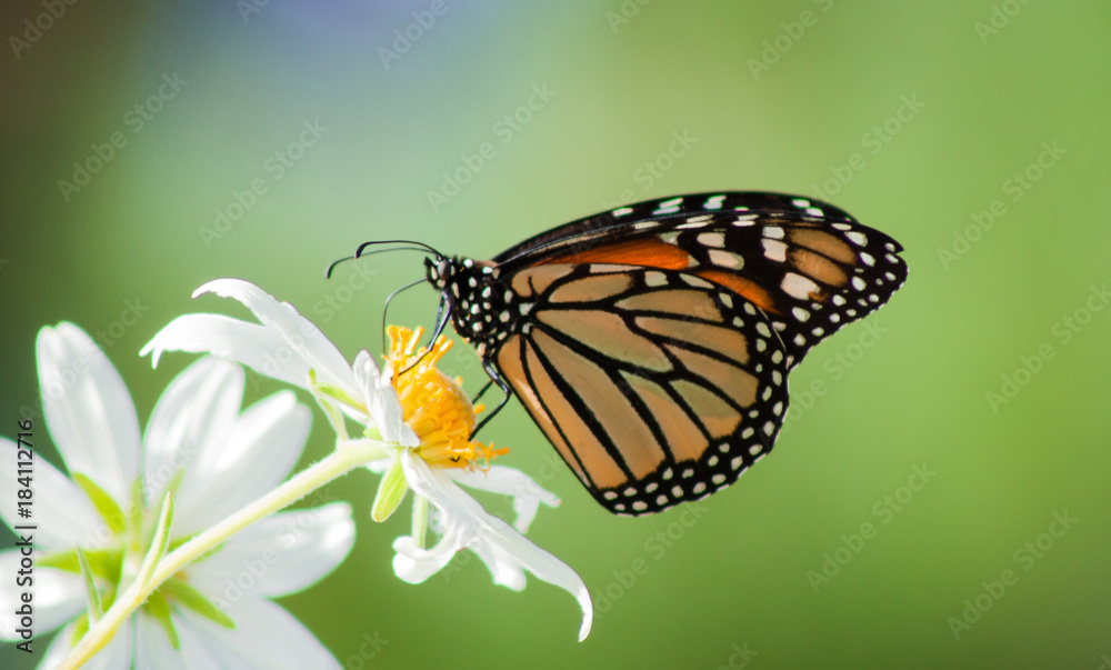 Fototapeta premium California Monarch Butterfly