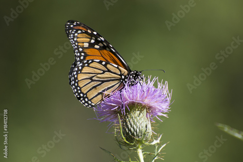 Butterfly 2017-130 / Monarch on thistle's flower © mramsdell1967