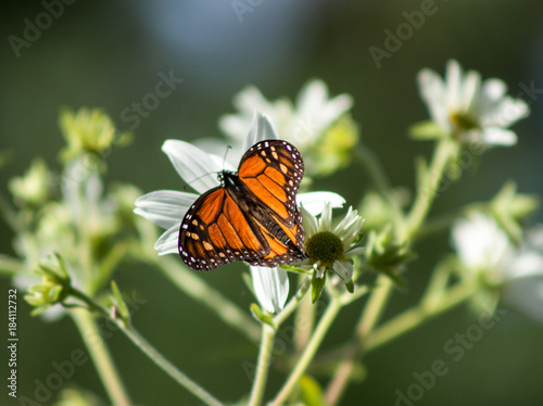 California Monarch Butterfly © Neil Aronson