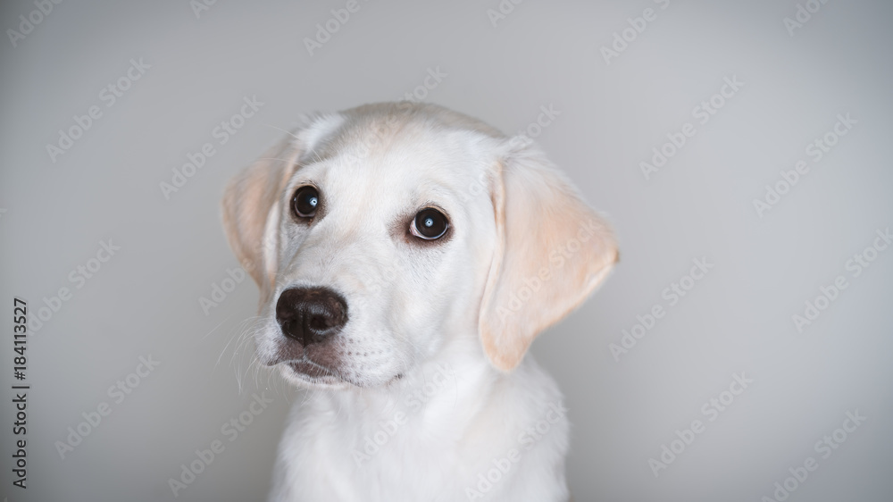 Cute white lab puppy