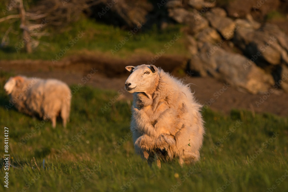 Fototapeta premium The sheep (Ovis aries) of Trout River, Gros Morne