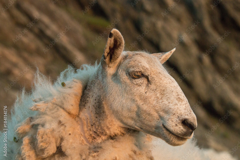 Fototapeta premium The sheep (Ovis aries) of Trout River, Gros Morne
