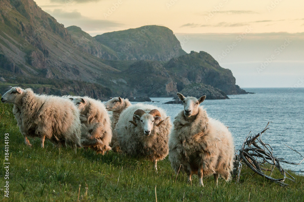 Obraz premium The sheep (Ovis aries) of Trout River, Gros Morne