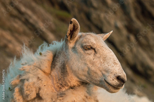 Fototapeta Naklejka Na Ścianę i Meble -  The sheep (Ovis aries) of Trout River, Gros Morne