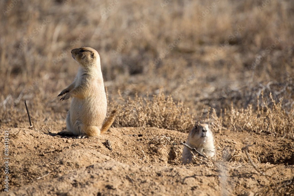 Fototapeta premium Black-tailed Prarie Dogs at Rocky Mountain Arsenal, Denver, CO