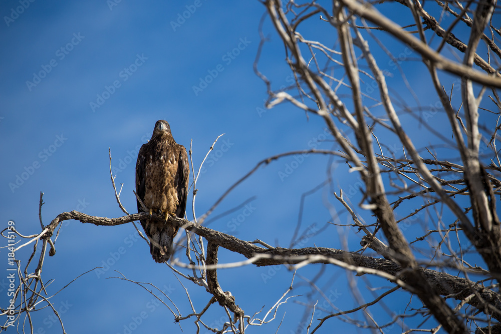 Juvenile Bald Eagle in Tree Juvenile Bald Eagle in Tree