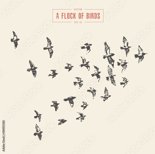 A flock of birds drawn vector illustration, sketch