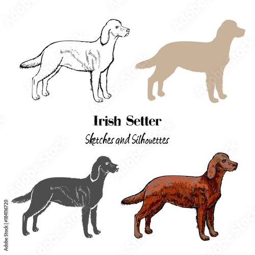 Irish setter dogs sketches