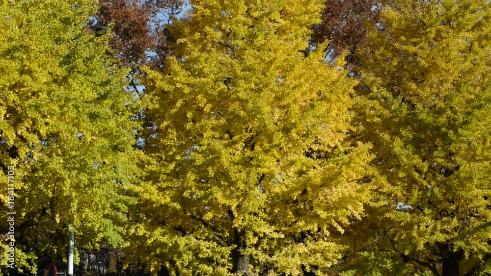HD video of Golden yellow Foliage of Ginkgo trees in Autumn colors with leaves and branches moving in the breeze HD video of Golden yellow Foliage of Ginkgo trees in Autumn colors with leaves and branches moving in the breeze