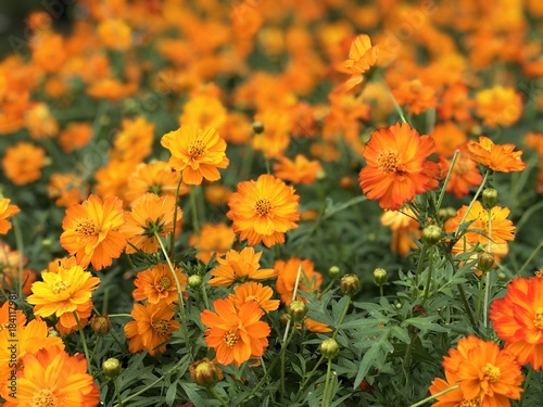 Yellow cosmos flower selective focus and blur background