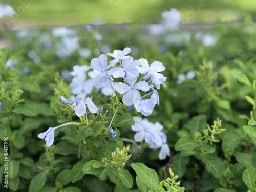 Blue cape leadwort flowers selective focus and blur background