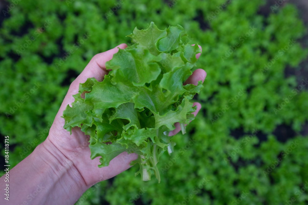 Fresh organic green lettuce in women hand background. Vegetable salad lettuce.