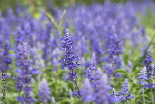 Flower in the garden