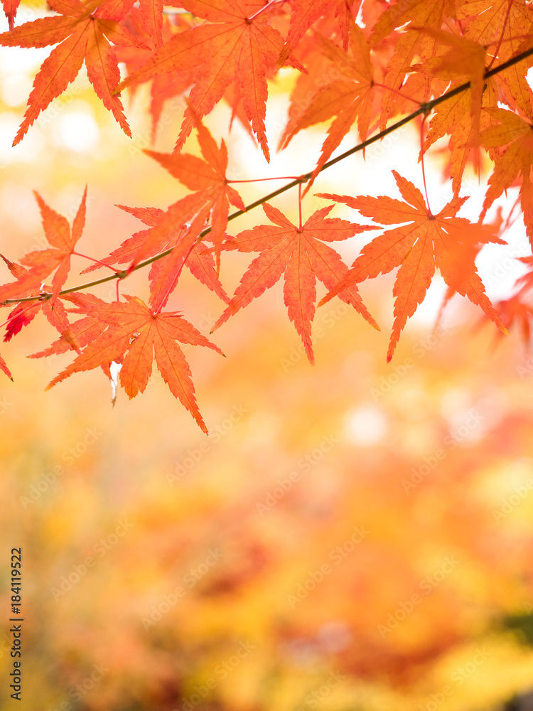 紅葉したカエデの葉 紅葉したカエデの葉
